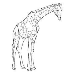 Calm Giraffe Fundamental Qualities Zone - Giraffe vector - Giraffe Line art - Giraffe Drawing - Vector Lineart of Giraffe - giraffe logo - giraffe outline

