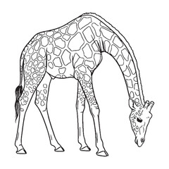 Lean Giraffe Body Anatomy Sketch - Giraffe vector - Giraffe Line art - Giraffe Drawing - Vector Lineart of Giraffe - giraffe icon - outline of giraffe

