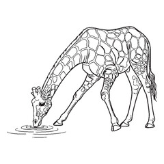 Towering Giraffe Safari Creature Type - Giraffe vector - Giraffe Line art - Giraffe Drawing - Vector Lineart of Giraffe - giraffe logo - giraffe outline

