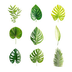 Nine vibrant tropical leaves in various shapes and shades of green