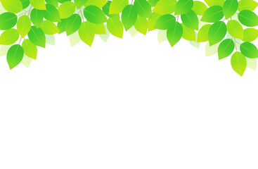 新緑 葉っぱ 上 背景素材 イラスト