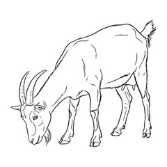 Whiskered Goat Body Anatomy Sketch - Goat vector - Goat Line art - Goat Drawing - Vector Lineart of Goat - goat icon - outline of goat

