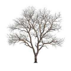 Obraz premium Teak Tree isolated on a transparent background