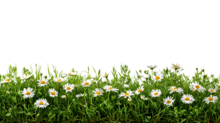A lush green field of white daisies against a black background, ideal for various design uses.