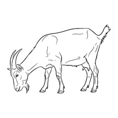 Bearded Goat Chin Feature Shape - Goat vector - Goat Line art - Goat Drawing - Vector Lineart of Goat - goat logo - goat outline

