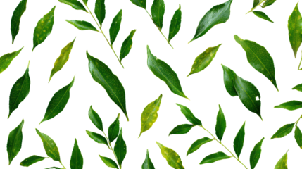 Beautiful green leaves arranged in a harmonious pattern on a black background.