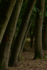 Fototapeta premium In a vast and serene forest, a beautiful row of trees stands tall, their leaves scattered elegantly on the ground beneath them, creating a picturesque scene