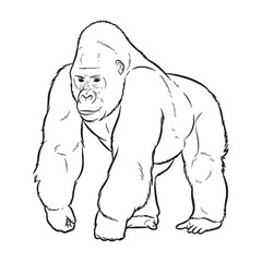 Obraz premium Central Gorilla Fundamental Qualities Zone - Gorilla vector - Gorilla Line art - Gorilla Drawing - Vector Lineart of Gorilla - gorilla logo - gorilla outline