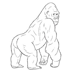 Hardy Gorilla Terrestrial Form View - Gorilla vector - Gorilla Line art - Gorilla Drawing - Vector Lineart of Gorilla - gorilla icon - outline of gorilla


