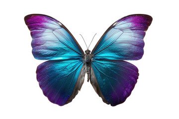 Stunning Blue Morpho Butterfly with Purple Highlights on Transparent Background
