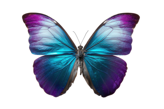 Stunning Blue Morpho Butterfly with Purple Highlights on Transparent Background