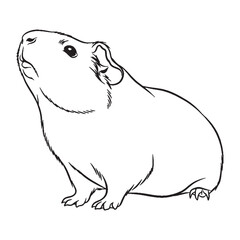 Full Guinea Pig Essential Nature Glimpse - Guinea Pig vector - Guinea Pig Line art - Guinea Pig Drawing - Vector Lineart of Guinea Pig - guinea pig logo - guinea pig outline

