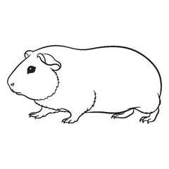 Broad Guinea Pig Distinctive Character Span - Guinea Pig vector - Guinea Pig Line art - Guinea Pig Drawing - Vector Lineart of Guinea Pig - guinea pig icon - outline of guinea pig

