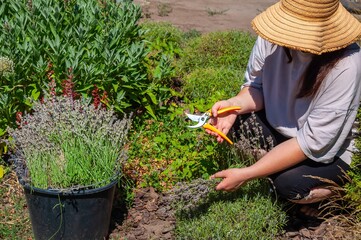 Woman harvesting lavender with pruning shears in her garden.
