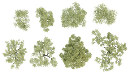 Top view 3d set trees illustration of Olea europaea big on transparent background