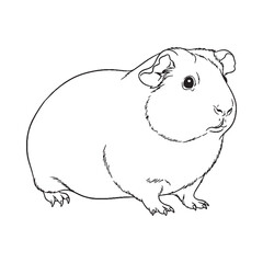 Hardy Guinea Pig Terrestrial Form View - Guinea Pig vector - Guinea Pig Line art - Guinea Pig Drawing - Vector Lineart of Guinea Pig - guinea pig icon - outline of guinea pig

