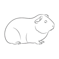 Vast Guinea Pig Ancient Aura Ambit - Guinea Pig vector - Guinea Pig Line art - Guinea Pig Drawing - Vector Lineart of Guinea Pig - guinea pig icon - outline of guinea pig

