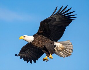 Naklejka premium Bald eagle in flight against a clear blue sky