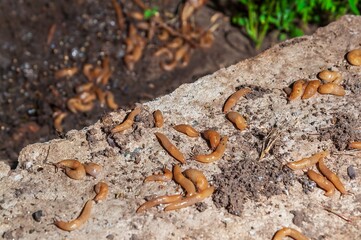 Close-up view of multiple slugs crawling on a rough concrete surface in their natural habitat.