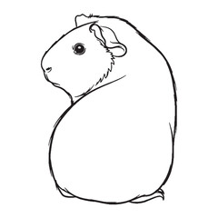 Cavy Guinea Pig Rodent Creature Type - Guinea Pig vector - Guinea Pig Line art - Guinea Pig Drawing - Vector Lineart of Guinea Pig - guinea pig logo - guinea pig outline

