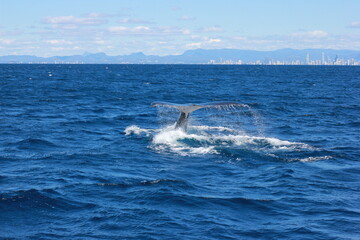 Humpback Whales jumping out of water