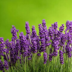 Fototapeta premium Vibrant purple lavender blossoms in full bloom against a bright green, blurred background