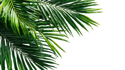 Fototapeta premium Lush green palm leaves on a white isolated background, perfect for tropical or botanical themes.