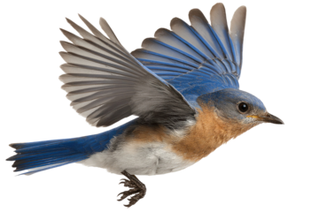 Eastern Bluebird in Flight Close Up on Transparent Background