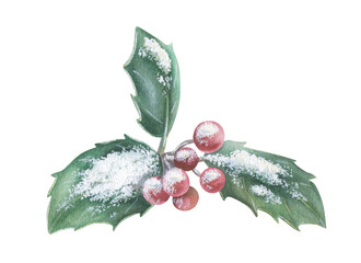 Snow covered red berries and Holly leaves on a branch. Watercolor illustration of a winter Christmas plant. Hand drawn vintage sketch on white isolated background. Water color painting art image