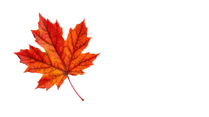 Fototapeta premium Vibrant red maple leaf isolated on white background, showcasing intricate details and natural beauty.