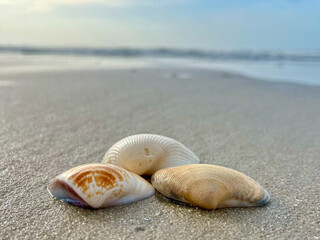 shell on the beach