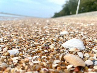 shell on the beach