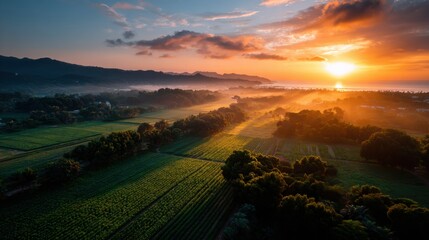Aerial View of Strawberry Field with Stunning Sunset Over Mountains