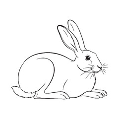 Obraz premium Broad Hare Distinctive Character Span - Hare vector - Hare Line art - Hare Drawing - Vector Lineart of Hare - Hare icon - outline of hare