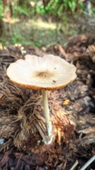 Wild mushroom growing on forest floor with dried leaves and natural brown textures