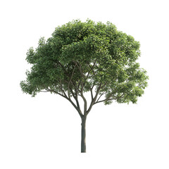 Obraz premium Moringa Tree isolated on a transparent background