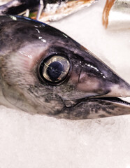 Hake in a fishmonger