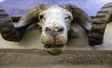 Dead goat skull