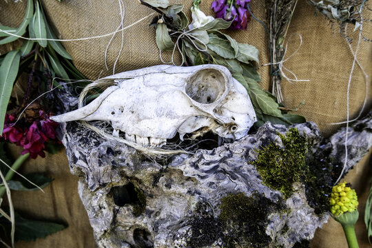 Dead goat skull