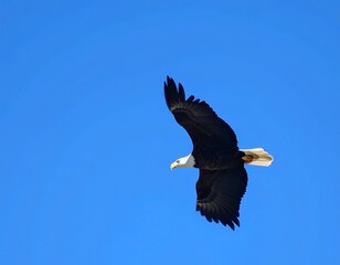 Obraz premium Bald eagle soaring in a vibrant blue sky