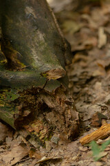 This is a detailed closeup photograph of a tree trunk situated in a serene woodland environment, beautifully surrounded by lush green leaves
