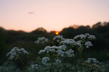 sunset over field