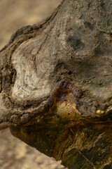 A detailed closeup image of a piece of wood that intriguingly resembles a face, showcasing its unique natural patterns and textures