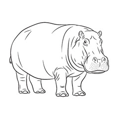 Key Hippo Rare Trait Element - Hippo vector - Hippo Line art - Hippo Drawing - Vector Lineart of Hippo - Hippo illustration - vector of hippo

