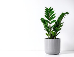 Obraz premium A vibrant green plant with lush leaves sits in a sleek, modern gray pot, adding a touch of nature and elegance to any indoor space.