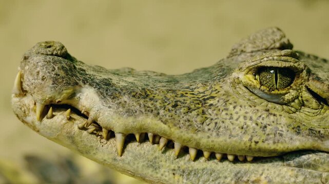 Close-up of a crocodilian caiman blinking, showing its protective eyelid and sharp teeth in vivid detail
