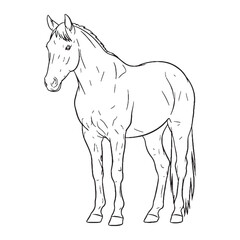 Potent Horse Determined Character Sense - Horse vector - Horse Line art - Horse Drawing - Vector Lineart of Horse - Horse illustration - vector of horse

