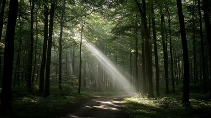 Fototapeta premium Sunbeams in the Forest: A serene forest path guides the eye, illuminated by a single beam of sunlight, creating an atmosphere of tranquility and beauty within the natural world.