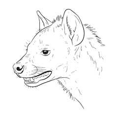 Burly Hyena Body Anatomy Sketch - Hyena vector - Hyena Line art - Hyena Drawing - Vector Lineart of Hyena - Hyena icon - drawing of hyena

