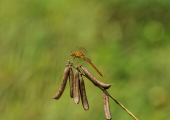 dragonfly on a branch